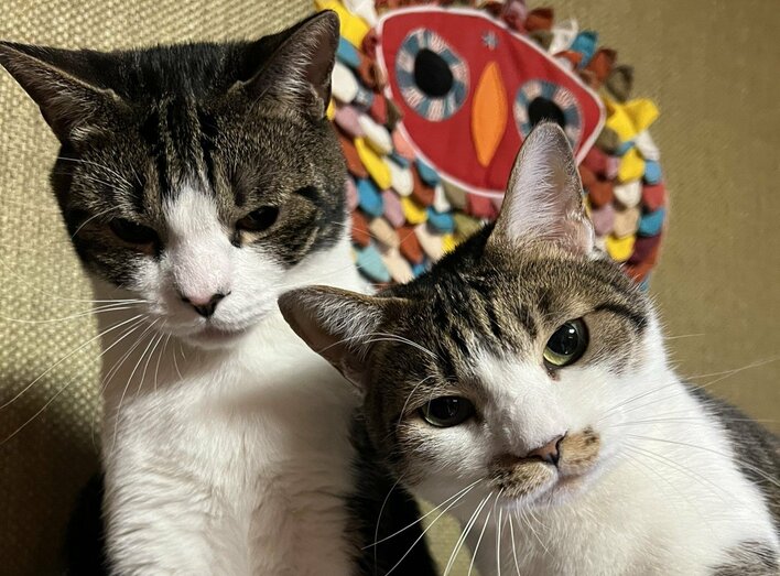 こんな光景見た事ない！」仲間思いの猫が見せた驚きの行動に癒さ