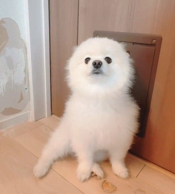 うちのワンコの伏せなんか違う」ポメラニアンがドヤ顔で披露した“クセ