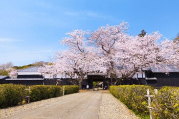 【千葉県柏市】旧吉田家住宅歴史公園 SakuraWeekを開催