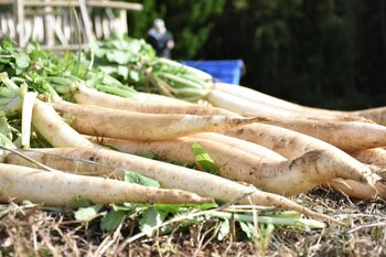 【静岡・三島】伝統のたくあん漬けや大根料理を堪能！坂もの野菜祭り「三嶋大根祭り」開催。JAファーマーズマーケットみしまるかん・三島スカイウォークで12月20日に開催