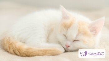 Withねこ、猫のAIヘルスケア機能を大型アップデート。第一アイペット損害保険の募集代理店としてペット保険のご案内も開始