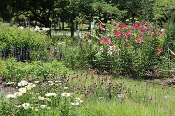 ペレニアルガーデンの夏の花壇【国営海の中道海浜公園】
