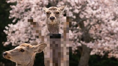 前世が人すぎる”鹿の「思った以上にパリピ」な奇跡の1枚が話題！桜の前