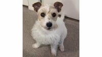 「人間みたい」ワンコがあきれた表情で飼い主を置いていく姿に反響！チラ見しながら一緒に“ねんね”したいアピールする様子に「キュンキュン」【激かわアニマル奇跡の瞬間】