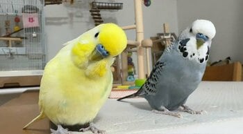 「中に人が入ってる」インコがインコにささやく“愛の言葉”が「まるでお母さん」と反響！「かわいいの渋滞」と癒やされる人続出【激かわアニマル奇跡の瞬間】