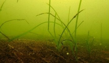 お台場海浜公園　東京港藻場創出活動のお知らせ　～アマモ種播き会に参加する都民を募集します～
