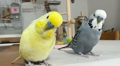 中に人が入ってる」インコがインコにささやく“愛の言葉”が「まるで
