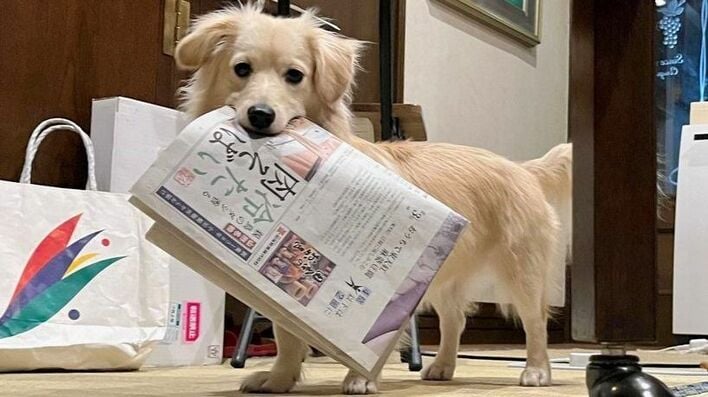 大反響】ワンちゃんの“ある表情”に16万いいね！SNSではかわいすぎると