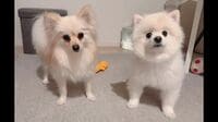 「うちのワンコの伏せなんか違う」ポメラニアンがドヤ顔で披露した“クセ芸”が話題！自信満々に間違える姿に「可愛いから良し」【激かわアニマル奇跡の瞬間 年末スペシャル ポメラニアンDAY】