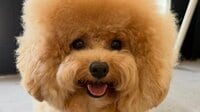 「可哀想なのに可愛い」散歩で“独自ゲーム”続けたモフモフわんこの衝撃結末に反響！“使命感”でギリギリ攻めすぎたワン…「ゲームの厳しさを知ったね」【激かわアニマル奇跡の瞬間】