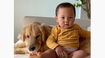 癒やされる人続出！心優しいゴールデンレトリバーが1歳の男の子を「泣くなよ〜」と慰める姿に「愛情深い子」「一生懸命」と反響【激かわアニマル＆キッズ奇跡の瞬間】