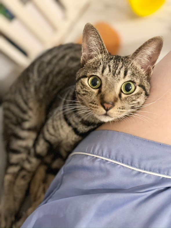 【画像17枚】「何回も見ちゃう」“ママの抱っこ”を奪い合う猫と1歳の男の子が可愛すぎる！争奪戦の結果を見る