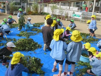 【10/21(水)～10/23(金)】川西市、猪名川町内の小学校等で黒大豆枝豆（品種：丹波黒）のさやもぎ体験を実施します。