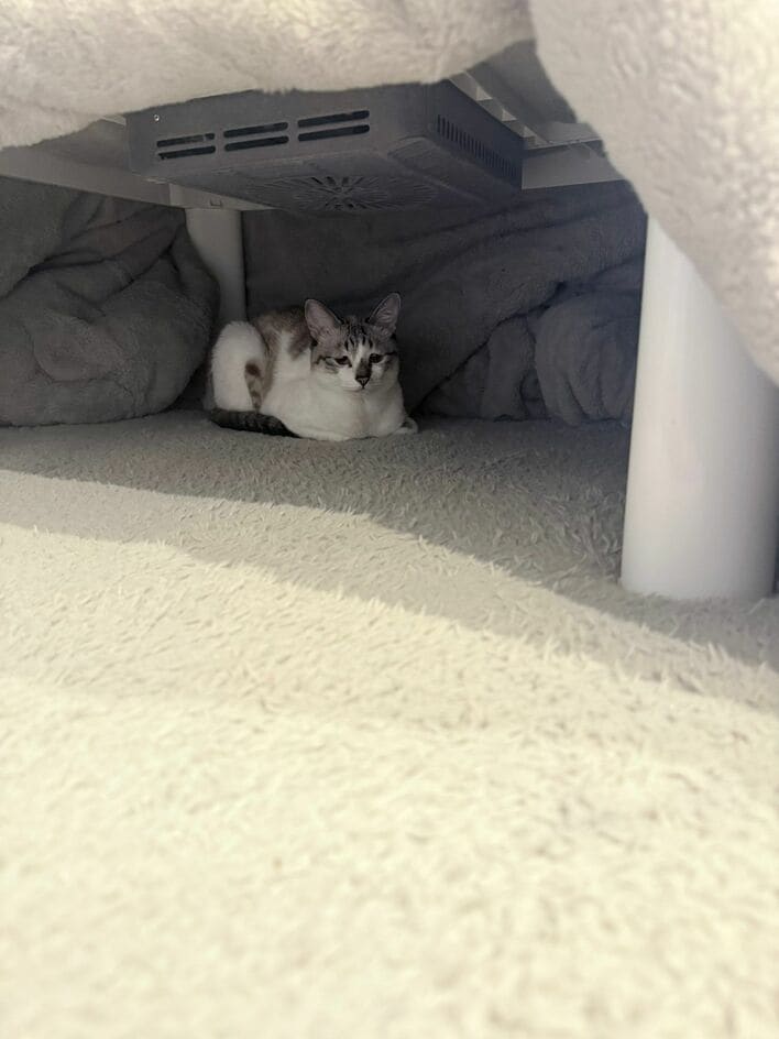 黒猫みんと 黒猫みんと 黒猫ミント様 黒猫みんと様 黒猫みんと様 みんとにゃ