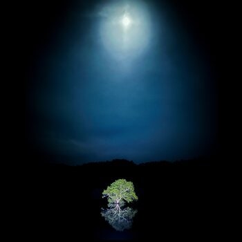 2026年4月18日より開催「白川湖の水没林ライトアップ」水没林を照らす光と漆黒の闇が生み出す異空間アート