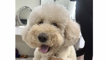 「よし！はまだでしょうか？」ご飯タイムのプードルが切ない表情が話題！健気に飼い主に訴える困り顔に「なんとも言えなくて可愛い」【激かわアニマル奇跡の瞬間】