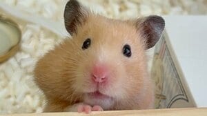 思わず二度見！？ハムスターの「オヒョー」な瞬間を激写！おうちの探検中に起きたシュールな姿に「じわじわくる」「笑いすぎてお腹痛い」【激かわアニマル奇跡の瞬間】