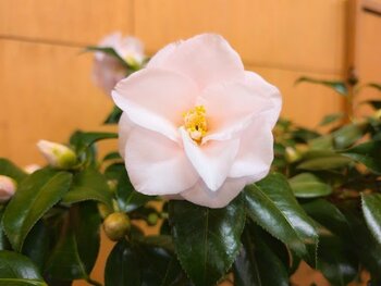 世界中のツバキと鉢植えを展示。舞鶴自然文化園「ツバキ園」