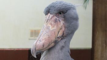 ちゃんと飲めてる！？くちばしから盛大にこぼれまくるハシビロコウの水飲み姿に大反響【激かわアニマル奇跡の瞬間】