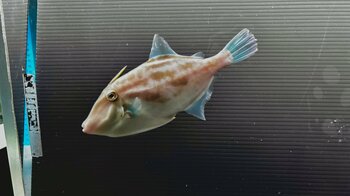 蛇から馬へバトンタッチ！～巳年と午年の干支展を同時開催！～