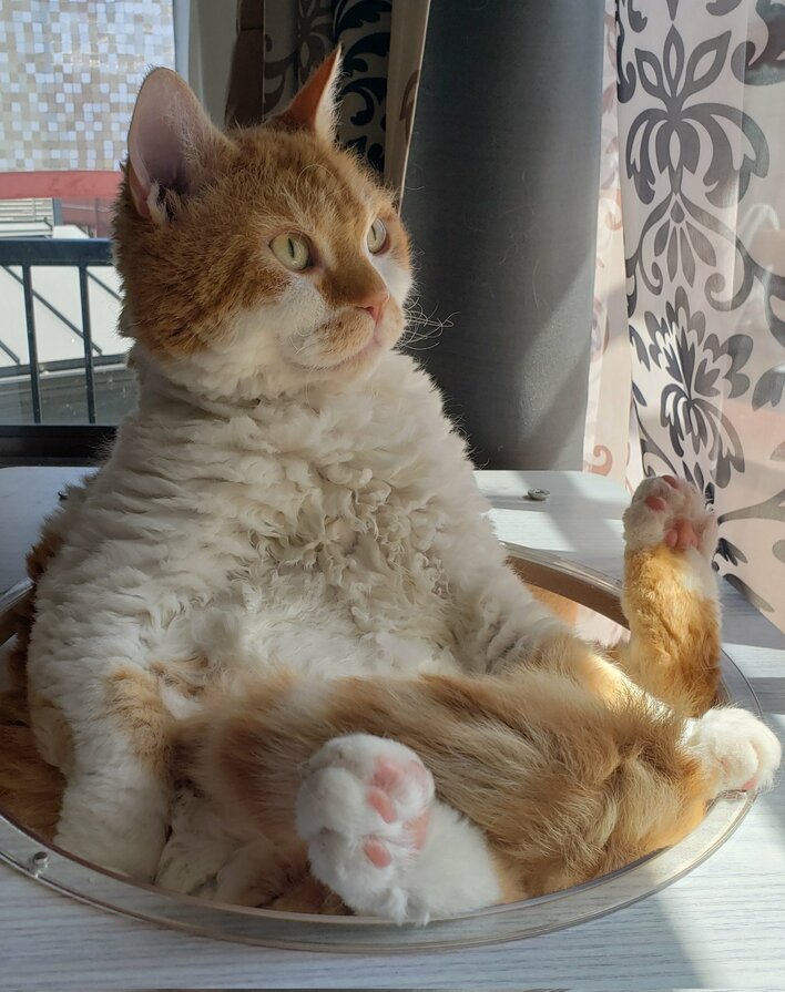 【画像14枚】「ここまでのクセっ毛は初めて見る」雨の日に撮影されたにゃんこのひげが大暴れしている写真などを見る