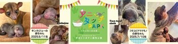 屋内型ふれあい動物園＆アミューズメント施設「アニタッチPARK イオンモール太田」でフタユビナマケモノとキンカジューの赤ちゃんが誕生！