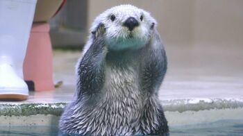 バンザイのまま運ばれる！鳥羽水族館の人気ラッコ「メイ」ちゃんのかわいい姿を激写！【激かわアニマル奇跡の瞬間】