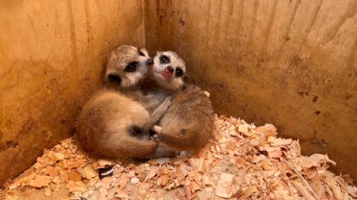 寝姿がかわいすぎる！ミーアキャットの赤ちゃんがお台場で誕生 元気に