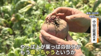 【危険】関東で今年初の猛暑日 熱中症で死者も…暑さで野菜にも異変「トマトが実になる前に枯れて…」