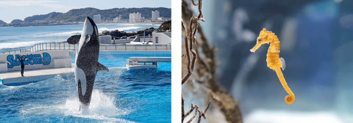 【鴨川シーワールド】ホリデーシーズン後半も海の動物と！ 年末年始も鴨川シーワールドへ！イベント多数開催！！