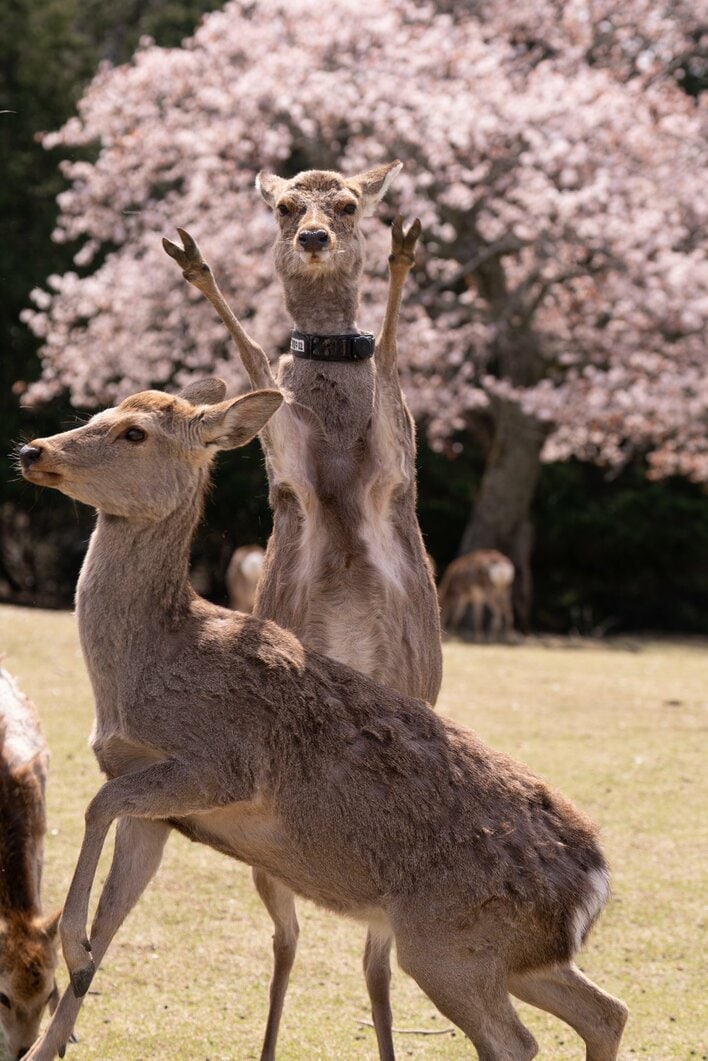 前世が人すぎる”鹿の「思った以上にパリピ」な奇跡の1枚が話題！桜の前