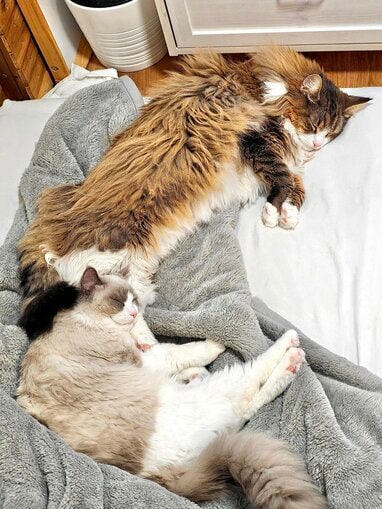 img_cae48e92c3a33b17456c7717f0