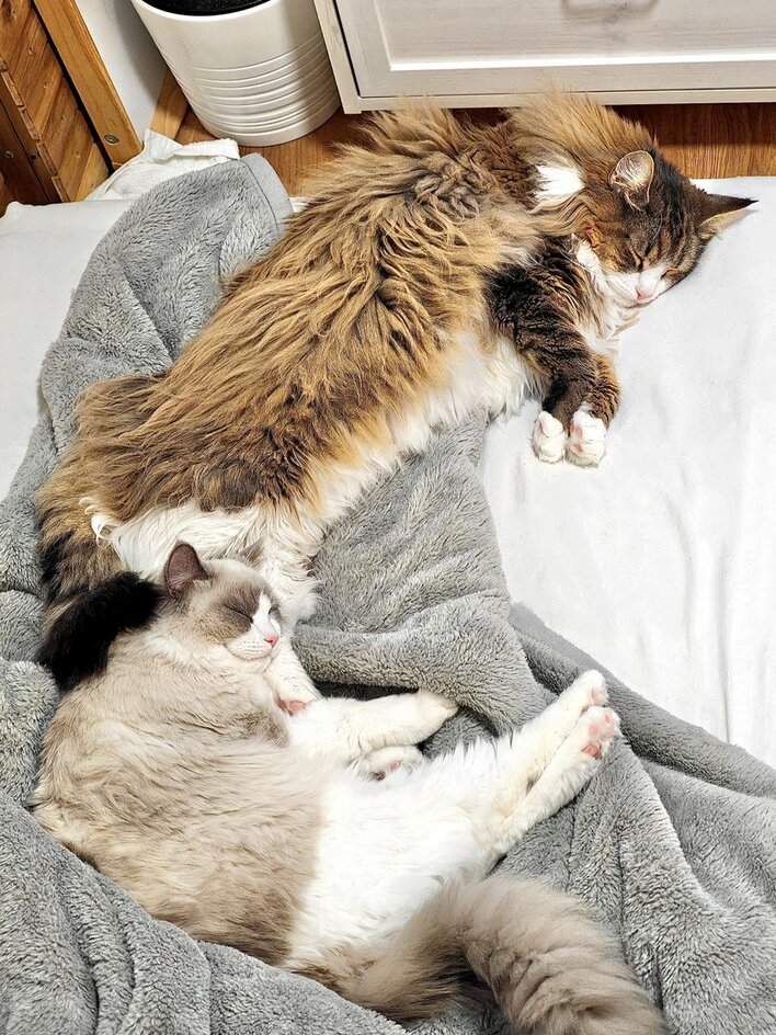 大きさ 存在さ 安定さ 抜群テラコッタオブジェ♡巨大猫ちゃん♡ 何この幸せ空間…」SNSで大バズり！“デカネコ万博”に大きいにゃんこ達の