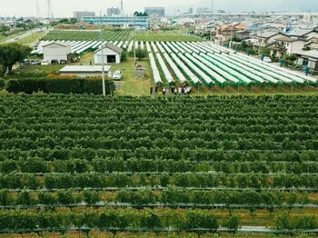 歴史あるぶどう園継承から1年、待望のファーストヴィンテージが、この夏ついに完成！
