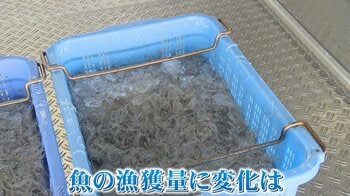 【異常】気温上昇やゲリラ豪雨の一因？「黒潮大蛇行」が終息の兆し…海水温の上昇で乱れた生態系はどうなる？ぶり返す可能性も…
