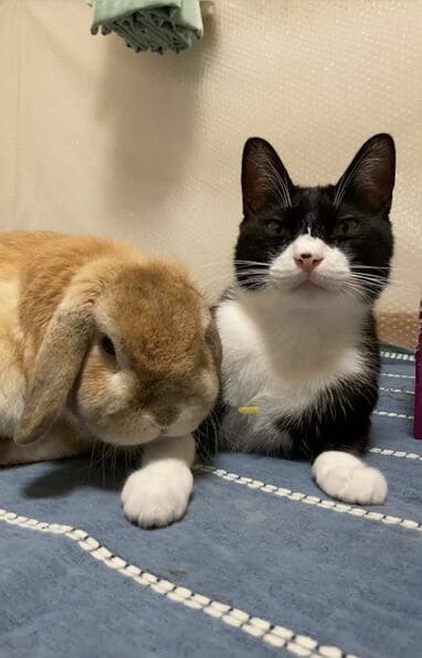 ねこ、うさぎ　あにまる 好きすぎてたまらない！一生懸命“キス”するも猫に塩対応されるうさぎが