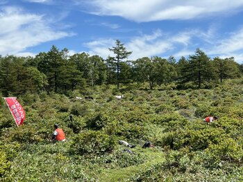 【長野県東御市】一望できるレンゲツツジ群落は日本一！湯の丸高原で「レンゲツツジ保全活動」ボランティア募集