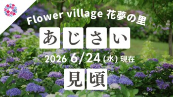 【広島／世羅】あじさいが見ごろです　あじさいとタチアオイの丘《Flower village 花夢の里》