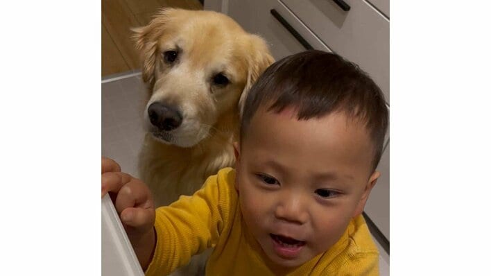 「爆笑」2歳男の子を待ち続けたゴールデン・レトリーバーのまさかの結末が反響！お利口に見守る様子に注目【激かわキッズ＆アニマル奇跡の瞬間】