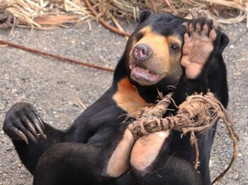 大興奮でブルンブルン！マレーグマの“激しすぎる遊び方”　飼育員お手製リースに夢中！【激かわアニマル奇跡の瞬間】