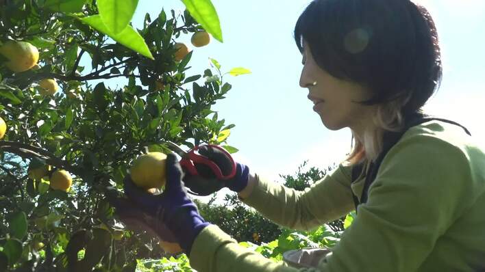 おさだ農園」3代目・長田きみえにセブンルールが密着！長濱ねるは“U