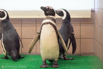 １０種類のペンギンに会える日本唯一のパークへ！マゼランペンギン・フンボルトペンギンが新たに仲間入り