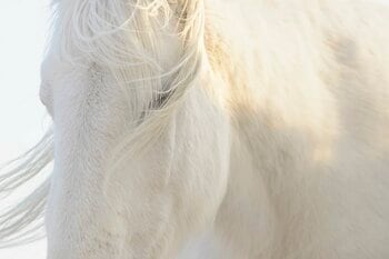 フジフイルム スクエア 企画写真展　岡田 敦写真展「ユルリ島の馬」～The Horses of Yururi Island～