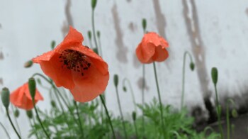 【危険】｢ナガミヒナゲシ｣ “触れるとかぶれる”有毒外来植物が繁殖　調布市などで注意喚起