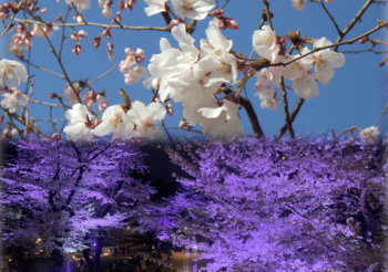 新宿中央公園の桜・夜桜ライトアップ