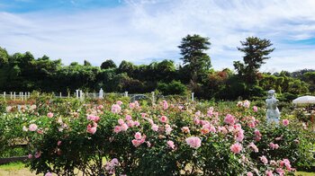 色鮮やかな秋ばらの共演　「生田緑地ばら苑」秋の一般開放を10月16日から実施