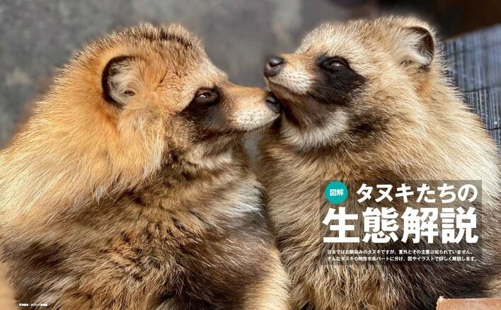 もふもふ感がたまらない 注目度上昇中のタヌキを徹底解剖！生態から