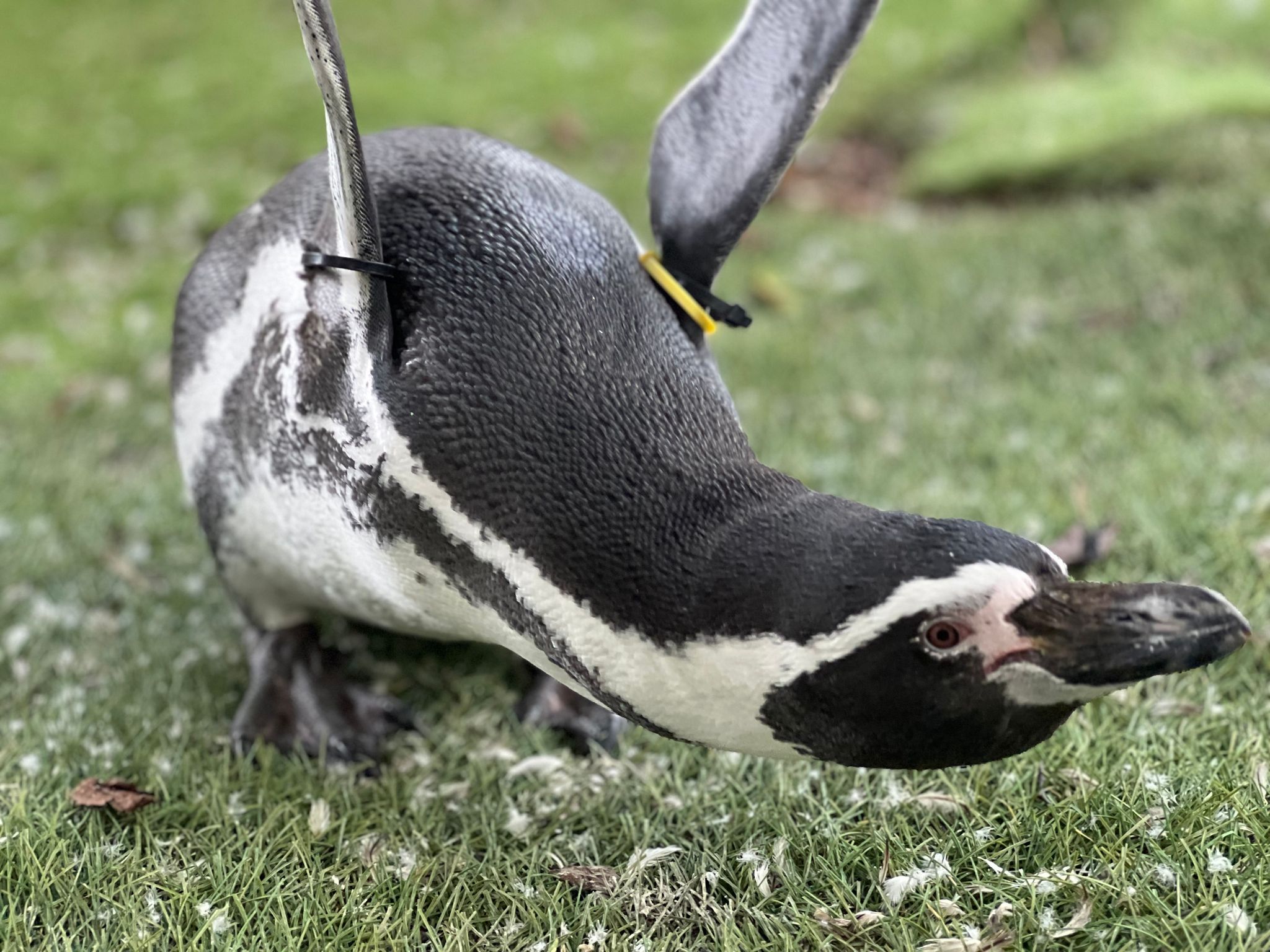 ちょびひげペンギン爆誕！那須どうぶつ王国が投稿したダンディーな