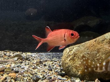 【下田海中水族館】下田海中水族館 ×幼魚水族館～幼魚水族館を卒魚した魚たちが下田海中水族館に進学～こどもの日 特別展！