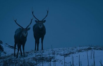 【軽井沢 浅間プリンスホテル】野生動物との遭遇率は約97％！貸し切り星空観望や限定ディナー付き「ピッキオ 冬のプレミアムナイトサファリツアー」を今冬初開催